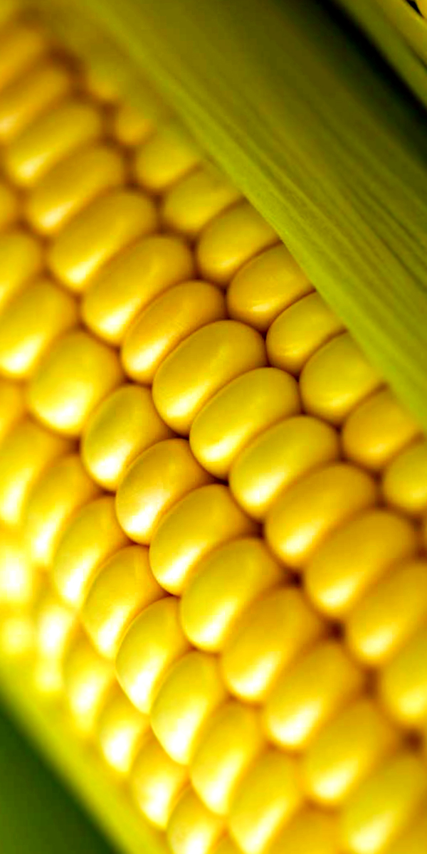 Gospodarstwo Agro - Paprix - producent kukurydzy
